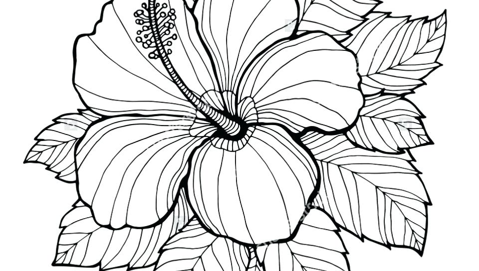 Coloring Pages Of Flowers Plus Related Post Colouring Pages 960x544 Coloring Pages Of Flowers Plus Related Post Colouring Pages