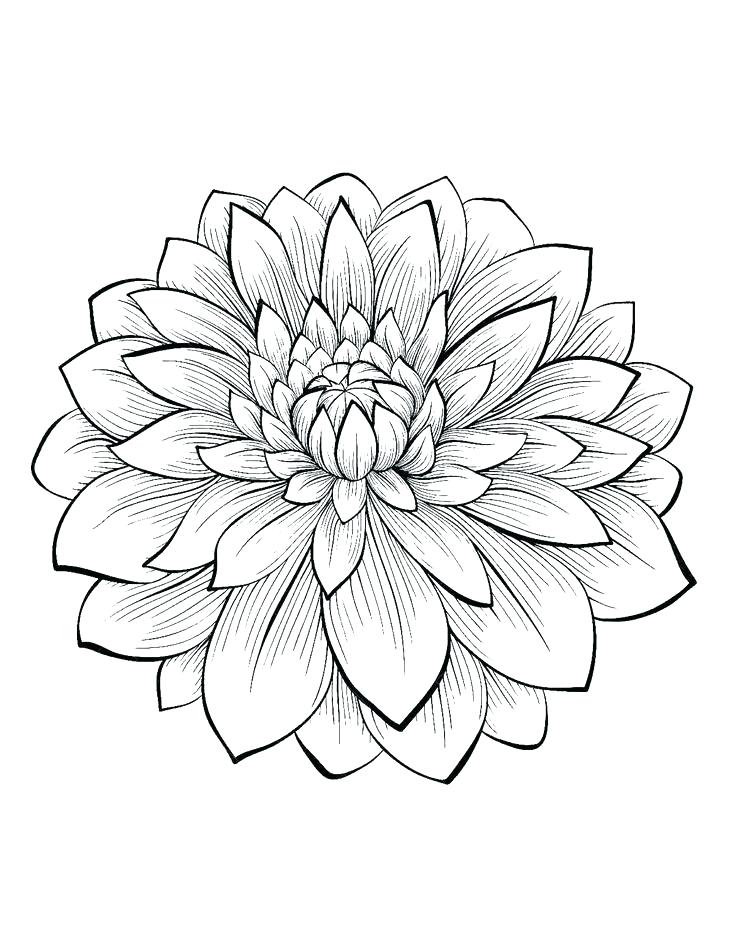 Coloring Pages Adults Coloring Pages Flower Flower Coloring Pages 736x950 Coloring Pages Adults Coloring Pages Flower Flower Coloring Pages