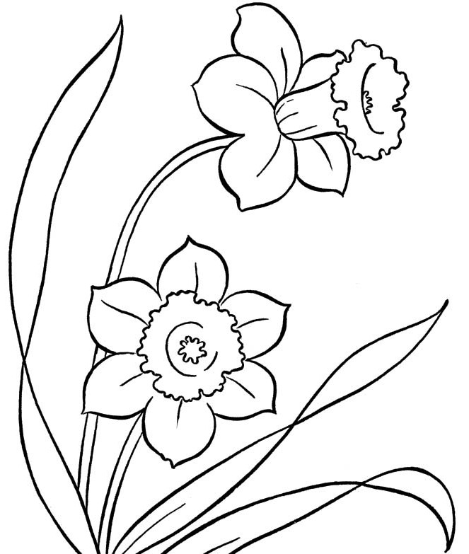 Spring Flowers Colouring Pages To Print 663x783 Spring Flowers Colouring Pages To Print