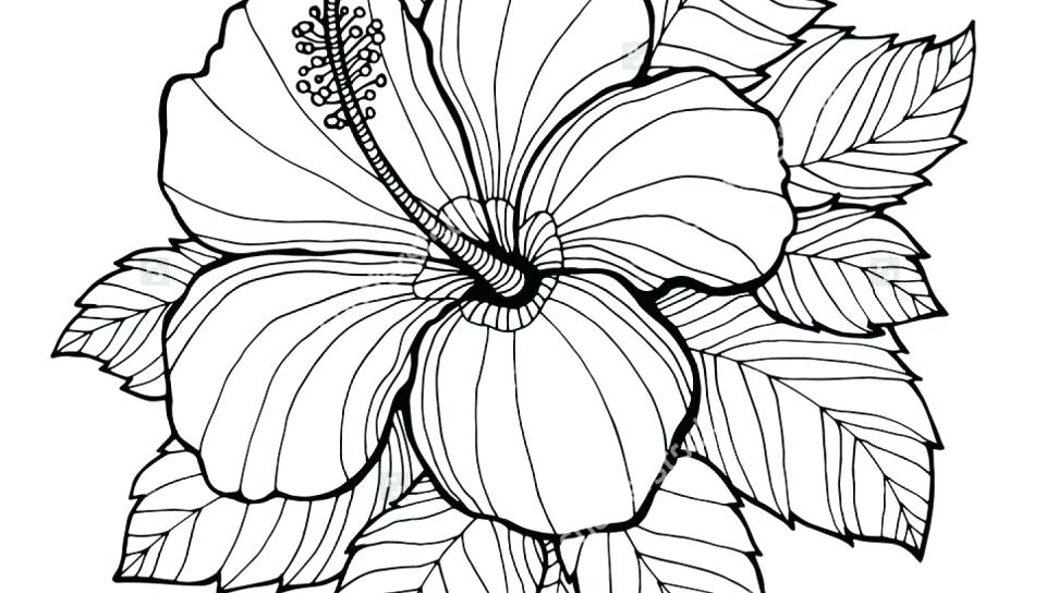 960x544 Hibiscus Coloring Pages Adults Flower Page For Kids Flowers Sheets