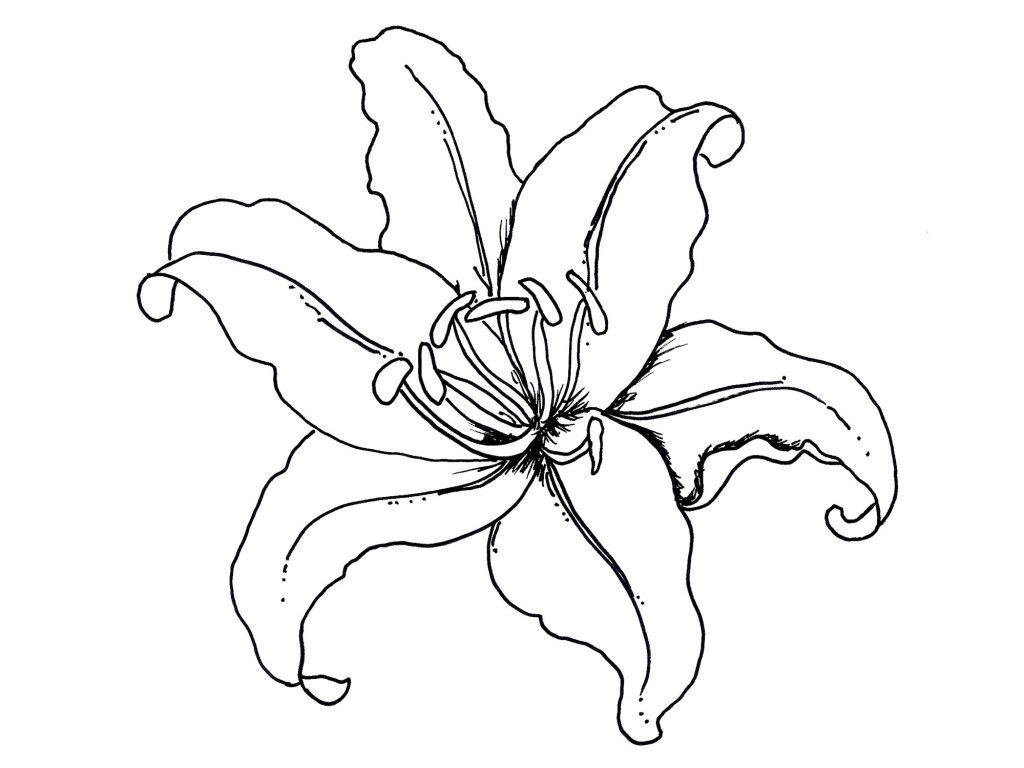1024x768 Incredible Flower Pot Coloring Page Clip Art Library For Carnation