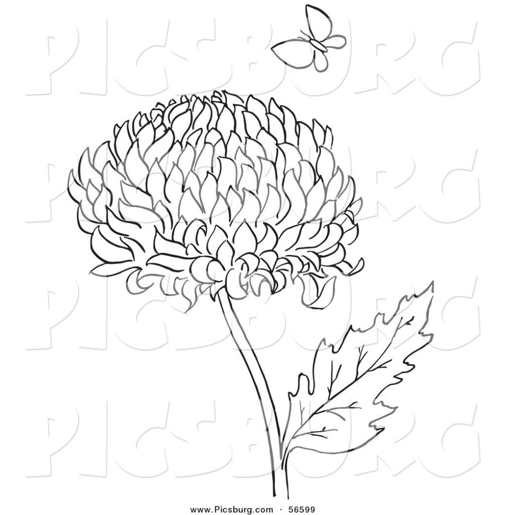 1004x1024 Printable Chrysanthemums Flower With Butterfly To Coloring Page