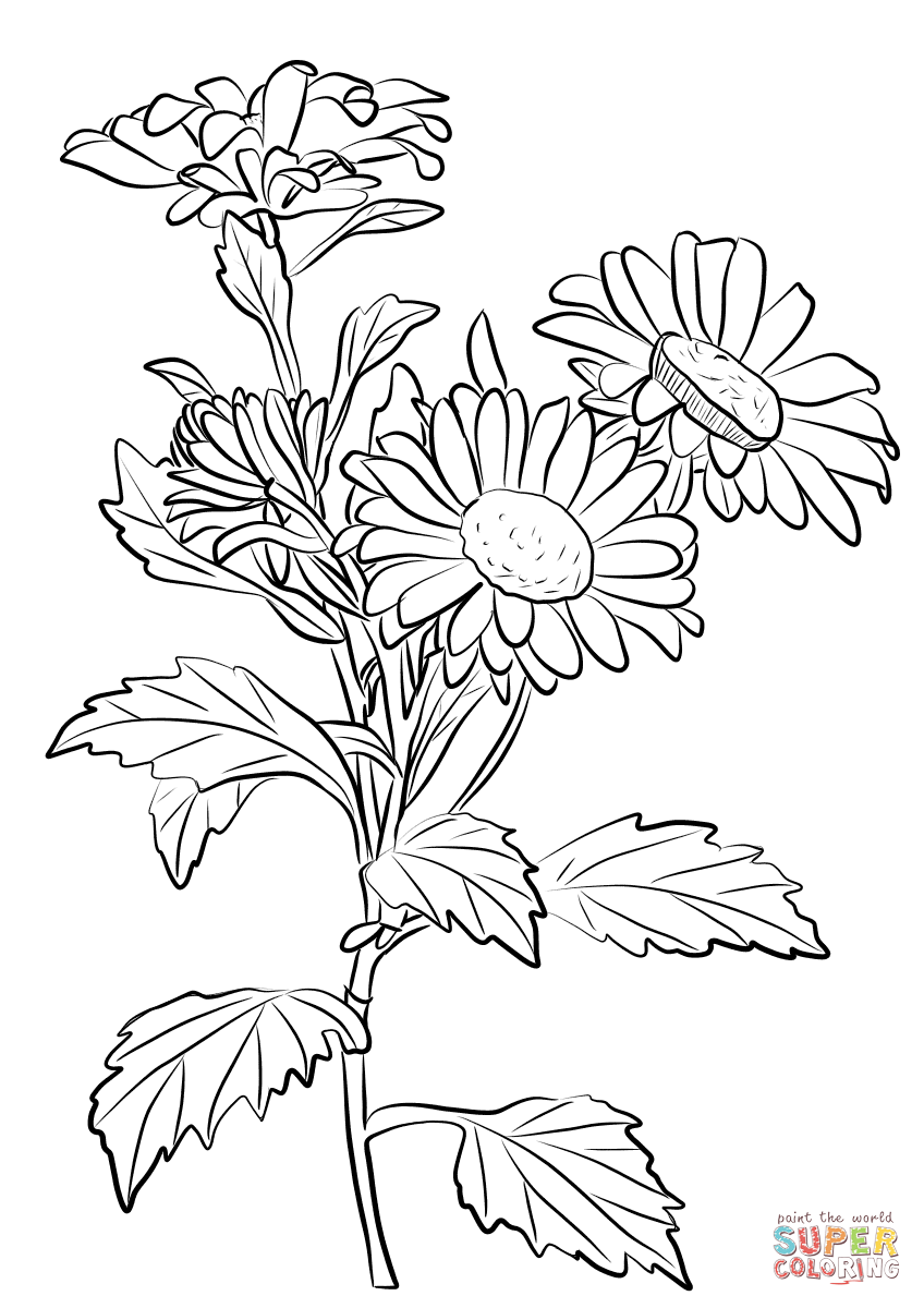 848x1200 Clip Art Of Coloring Page Chrysanthemum Flower Flowers Printable