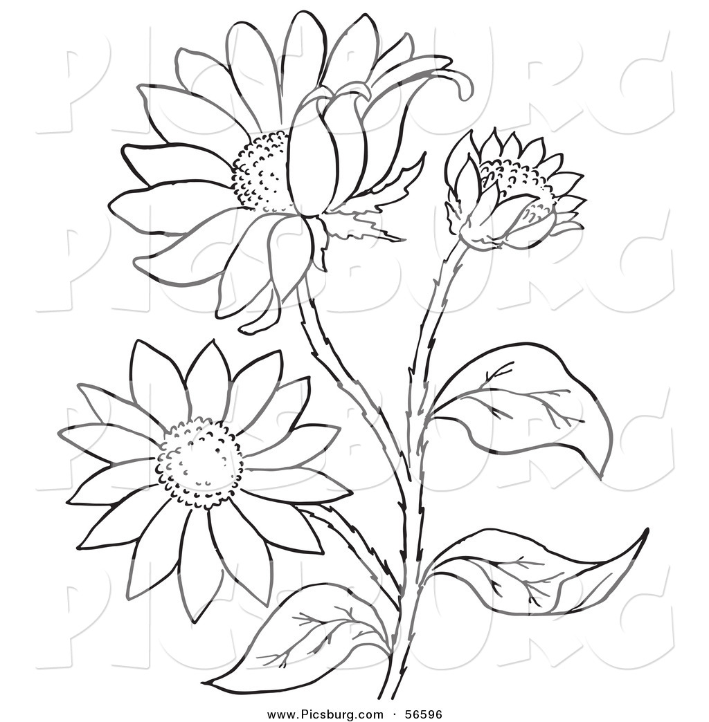 1024x1044 Clip Art Of A Coloring Page Of A Black Eyed Susan Flower Plant By