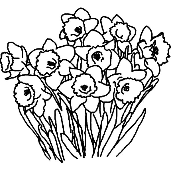 600x600 Daffodil Flower Bouquet Coloring Page