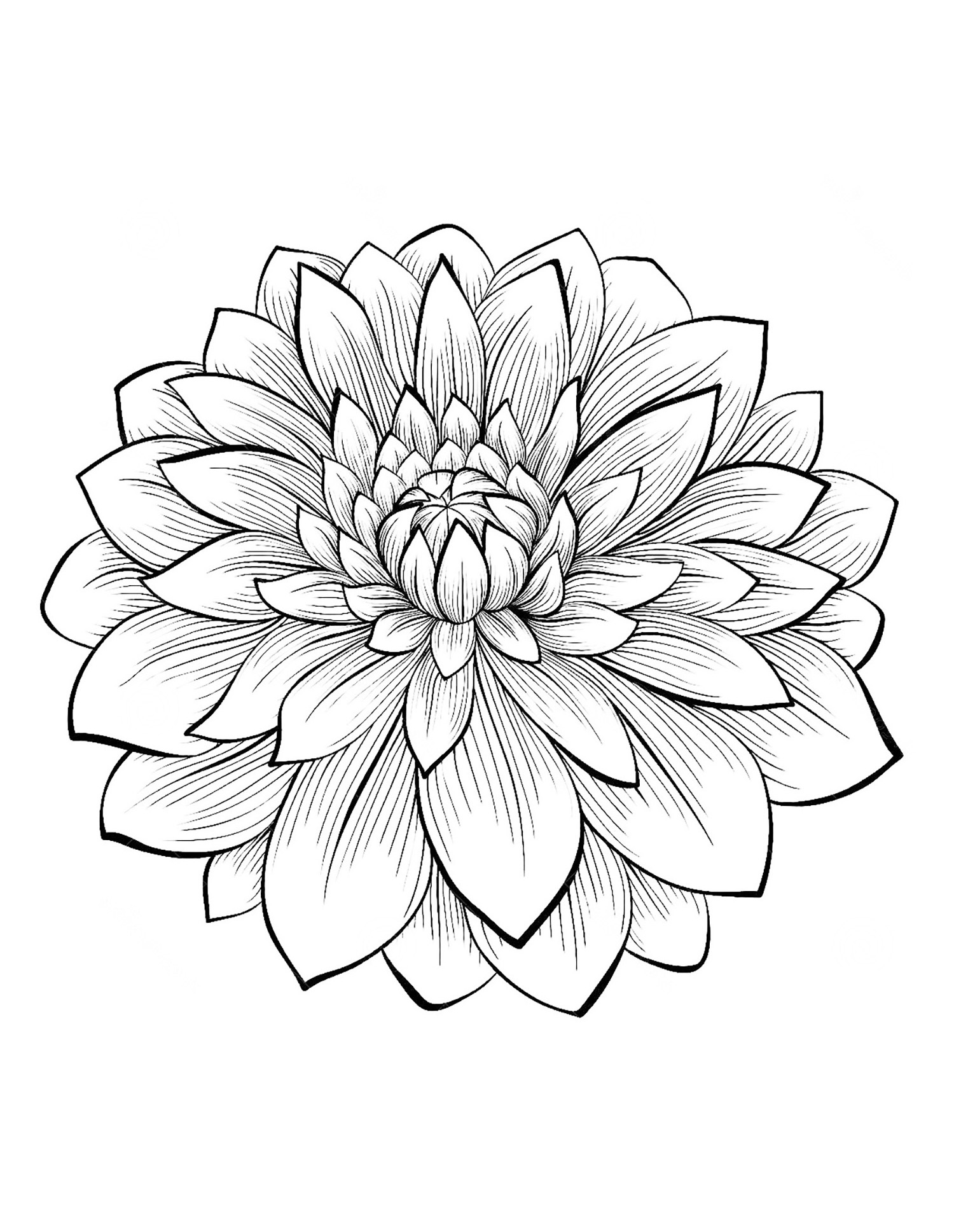 Dahlia 1500x1937 Dahlia