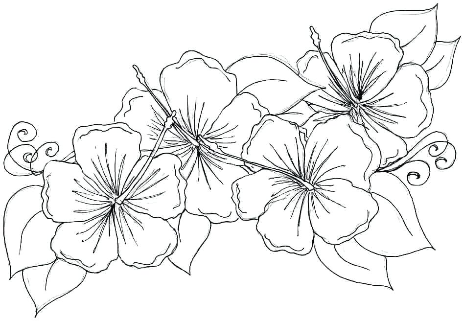 Flower Coloring Pages For Adults Or Free Printable Coloring Pages 948x656 Flower Coloring Pages For Adults Or Free Printable Coloring Pages