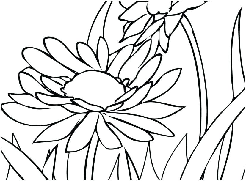 Adult Coloring Book Flowers 827x609 Adult Coloring Book Flowers
