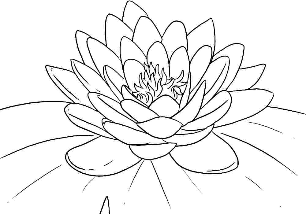 Free Printable Lotus Coloring Pages For Kids 1000x700 Free Printable Lotus Coloring Pages For Kids