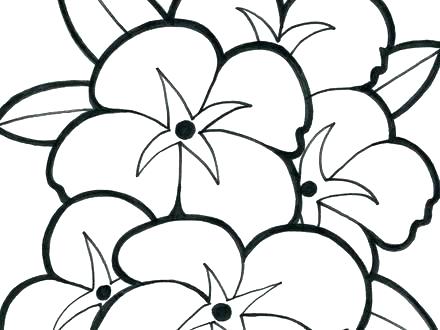 Hawaiian Flower Coloring Sheets Free Printable Flowers Pages 440x330 Hawaiian Flower Coloring Sheets Free Printable Flowers Pages