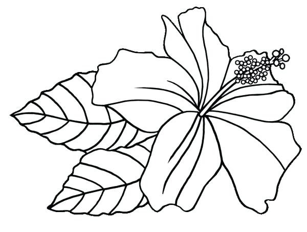 600x454 Hawaiian Coloring Pages