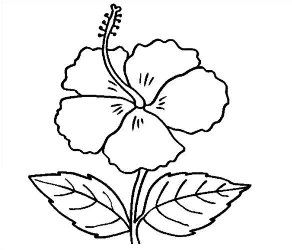 585x501 Flower Coloring Pages Free Psd, Ai, Vector Eps Format