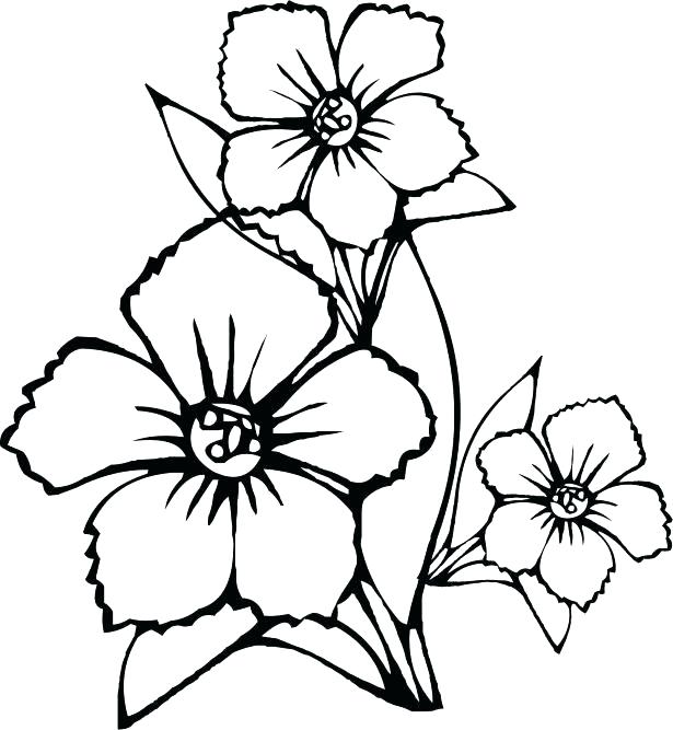 615x667 Poppy Flower Coloring Pages Wildflower Coloring Pages Medium Size