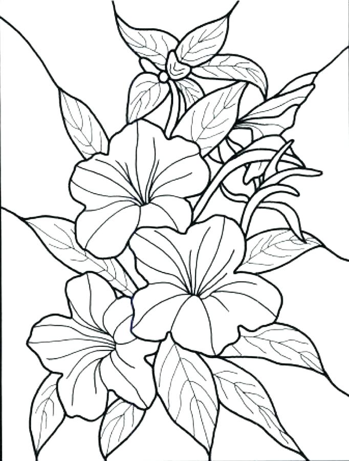 682x900 Free Flower Coloring Pages Pdf Coloring Pages Collection