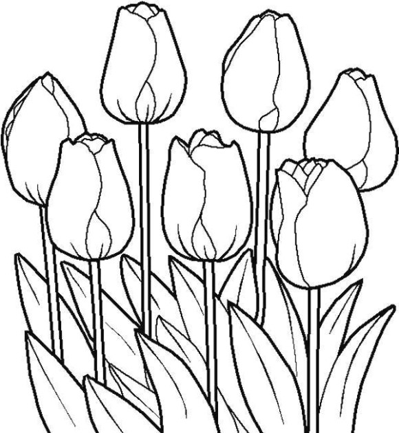 Tulip Coloring Pages Printable Tulip Flower Coloring Page 580x630 Tulip Coloring Pages Printable Tulip Flower Coloring Page