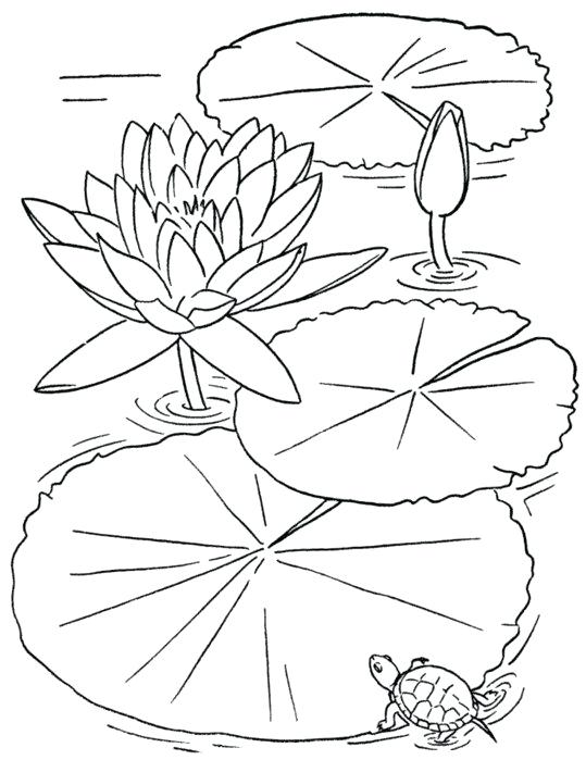 Flower Coloring Pages To Print Beauty Adult Flower Coloring Pages 539x699 Flower Coloring Pages To Print Beauty Adult Flower Coloring Pages