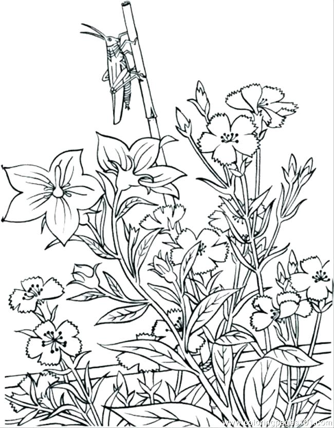 Flower Garden Coloring Page Flower Garden Coloring Page Flower 650x832 Flower Garden Coloring Page Flower Garden Coloring Page Flower