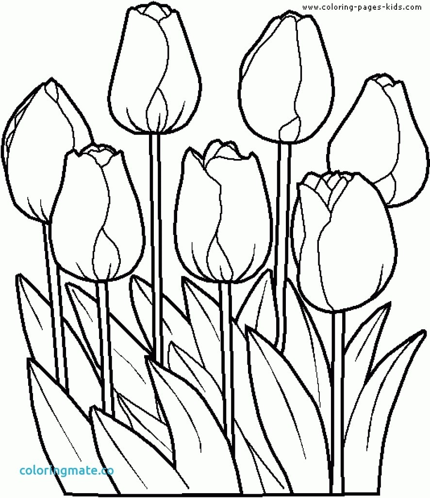 Coloring Pages Flower Garden Fresh Flower Garden Coloring Pages 886x1024 Coloring Pages Flower Garden Fresh Flower Garden Coloring Pages