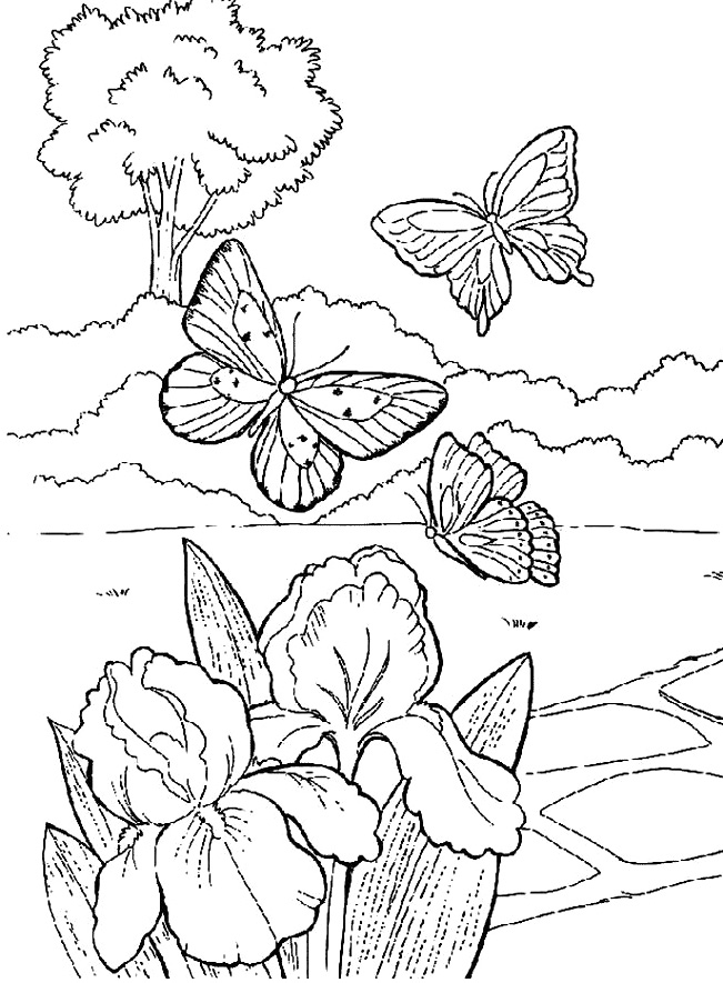 651x885 Beautiful Butterfly In The Garden Coloring Pages Coloring Page