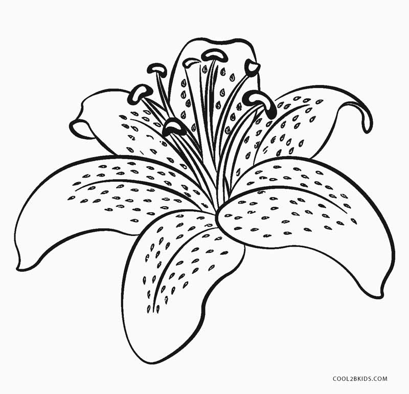 Free Printable Flower Coloring Pages For Kids Cool2bkids 800x770 Free Printable Flower Coloring Pages For Kids Cool2bkids