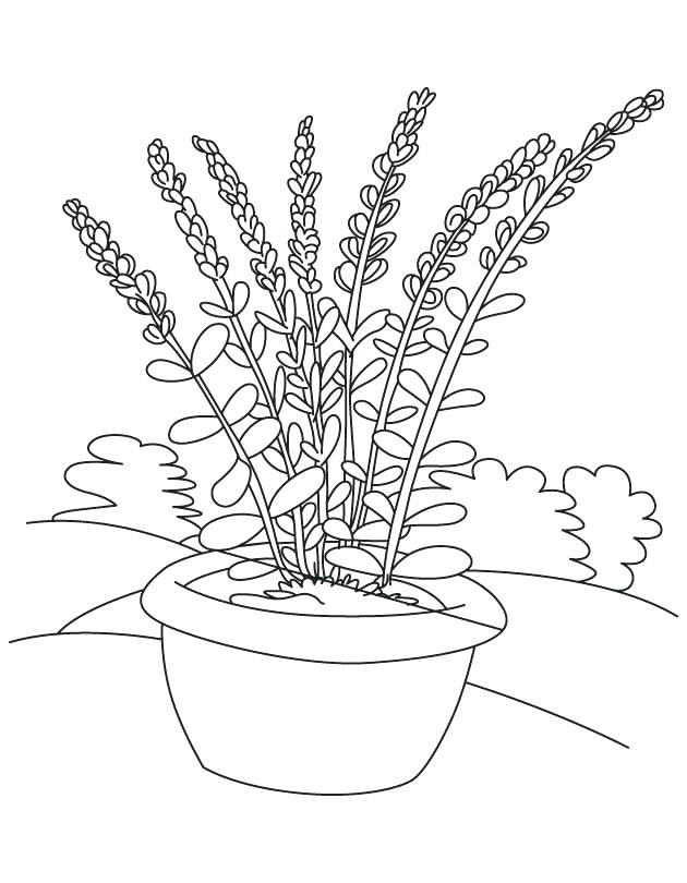 630x810 Fresh Flower Pot Coloring Page Or Lavender Flower Pot Coloring