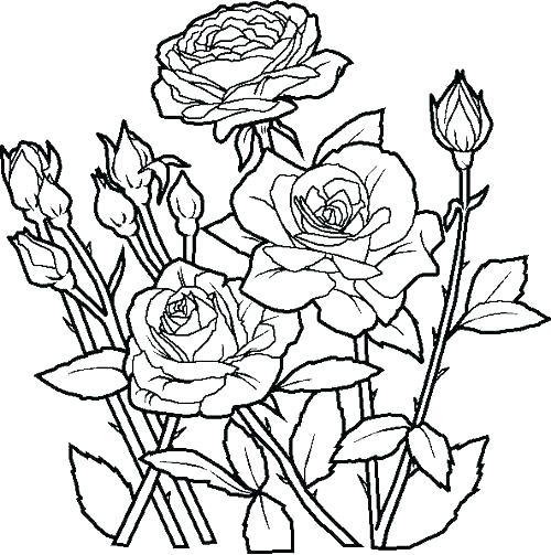 500x503 Free Printable Flower Coloring Pages Flower Coloring Pages
