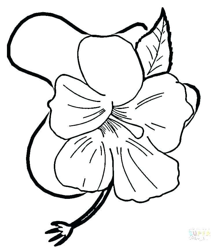 Flowers Coloring Pages Print 750x852 Flowers Coloring Pages Print