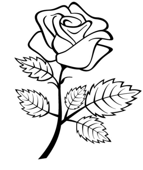 500x594 Flowers Roses Coloring Pages For Preschool
