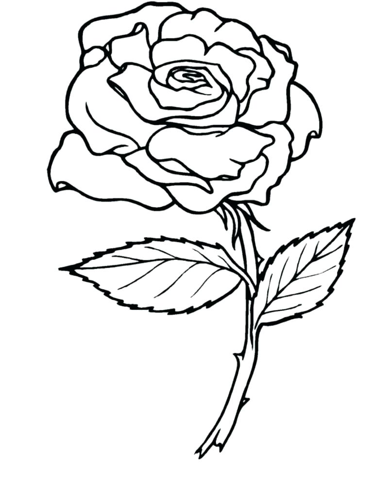 766x1021 Rose Coloring Pages Red Rose Coloring Page Rose Coloring Pages