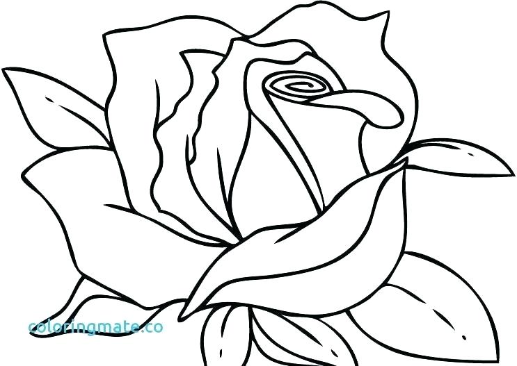 743x527 Free Coloring Pages Of Roses