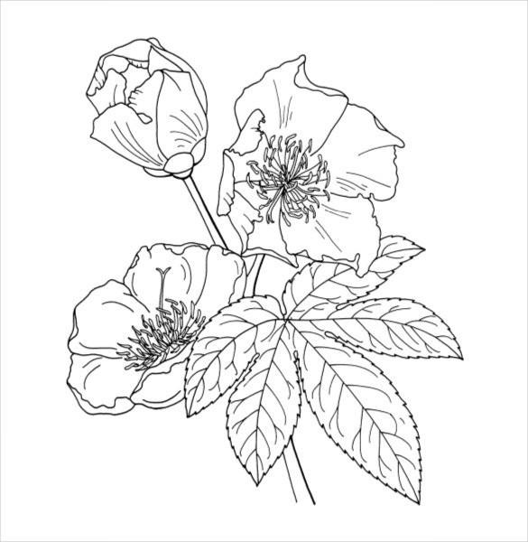 585x600 Flower Coloring Pages Free Psd, Ai, Vector Eps Format