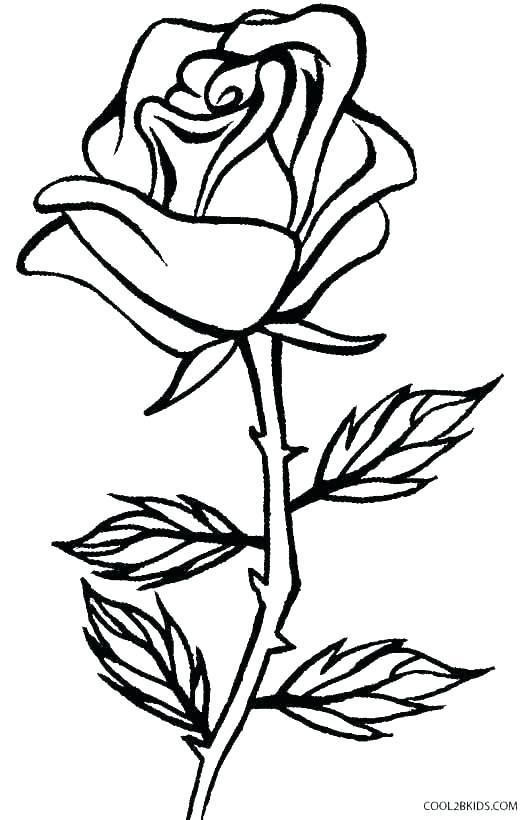 Flowers Coloring Pages Rose at GetColorings.com | Free printable