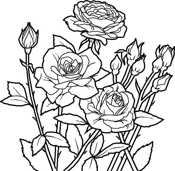 593x577 Coloring Pages Rose Flower Coloring Pages Rose Flower Coloring
