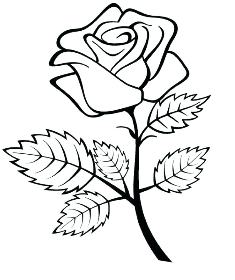 800x951 Coloring Pages Rose Roses Coloring Pages Rose Coloring Sheets Rose
