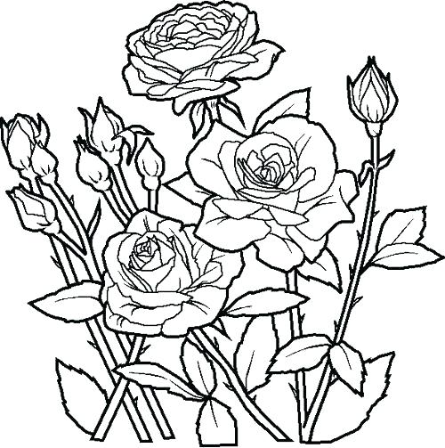 Free Printable Flowers Coloring Pages Yoschool.site 500x503 Free Printable Flowers Coloring Pages Yoschool.site