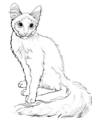 391x480 Sitting Cat Coloring Page From Cats Category. Select From 25565