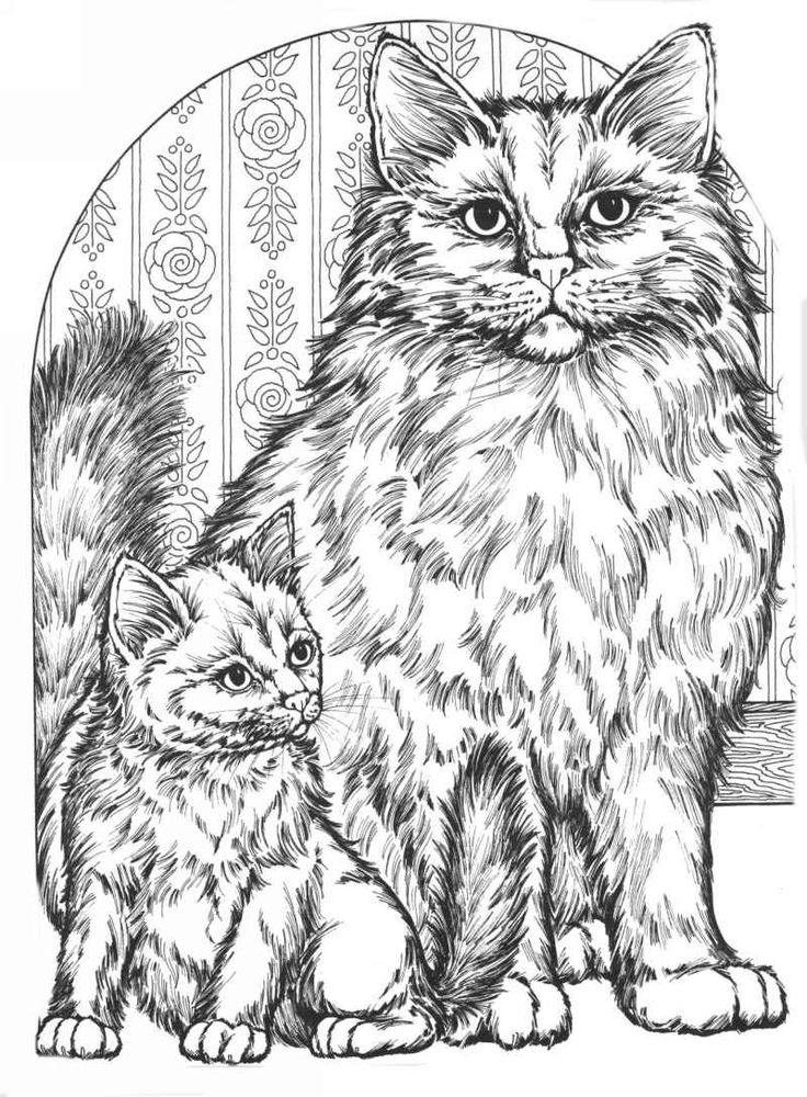 736x1000 38 Best Cat Coloring Pages Images On Coloring Books