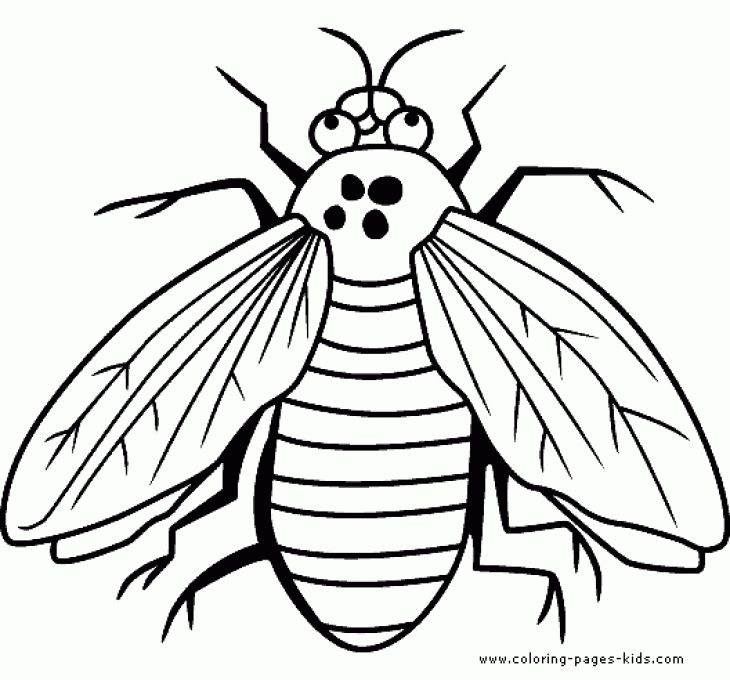 Fly Is A Bug Coloring Sheet Free Printable Animal Coloring Pages 730x680 Fly Is A Bug Coloring Sheet Free Printable Animal Coloring Pages
