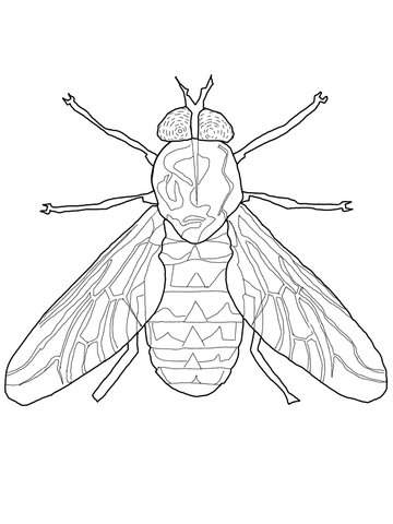 Fly Coloring Pages Horse Fly Coloring Page Free Printable Coloring 360x480 Fly Coloring Pages Horse Fly Coloring Page Free Printable Coloring