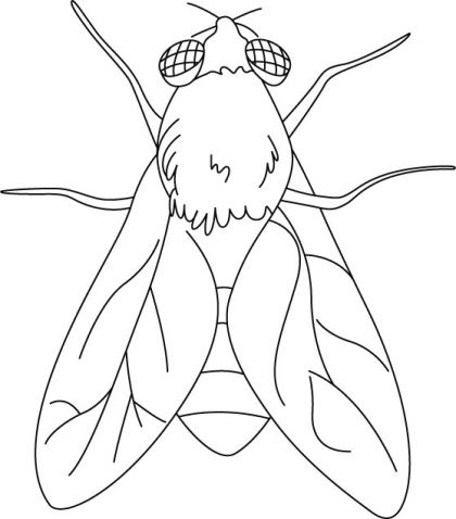 House Fly Coloring Pages Download Free House Fly Coloring Pages 420x478 House Fly Coloring Pages Download Free House Fly Coloring Pages