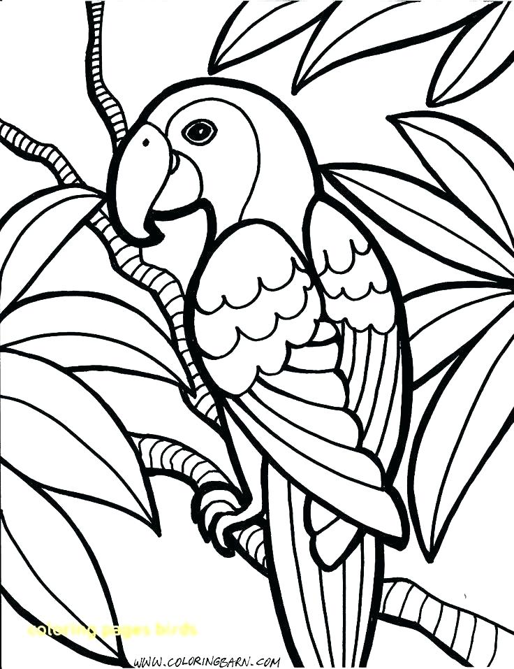 736x957 Bird Coloring Pages Coloring Pages Birds Bird Coloring Pages Kids
