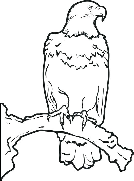 520x700 Eagle Coloring Book As Well As Eagle Coloring Eagle Flying