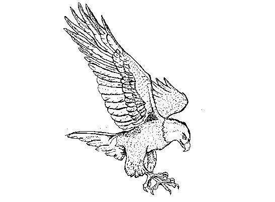 Flying Eagle Coloring Page at GetColorings.com | Free printable ...