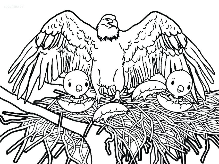850x638 Printable Bald Eagle Coloring Pages For Kids Birds Printable Bald