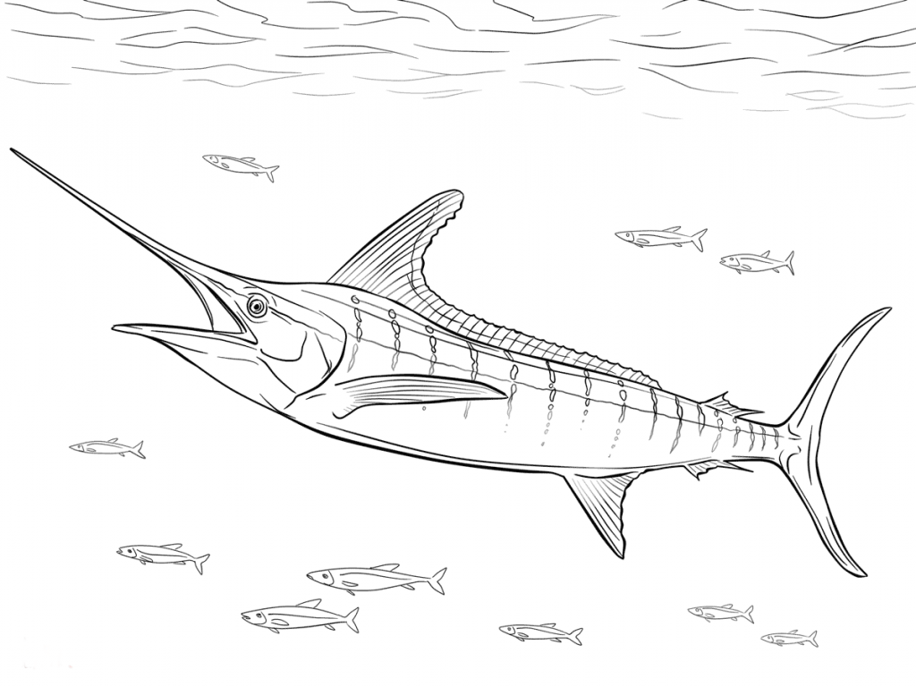 Flying Fish Coloring Page 1024x768 Flying Fish Coloring Page