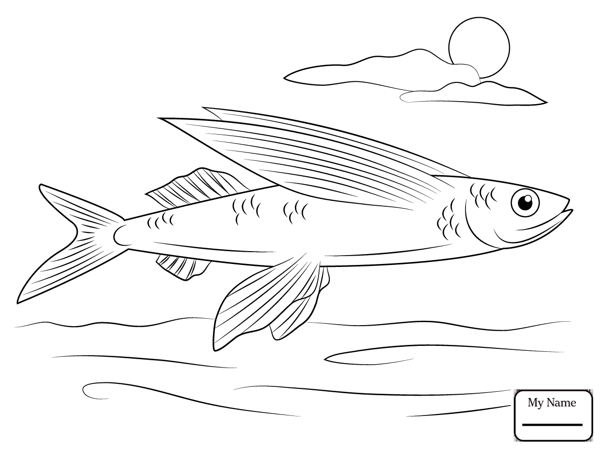 Flying Fish Coloring Pages Printable Coloring For Kids 2018 1223x912 Flying Fish Coloring Pages Printable Coloring For Kids 2018