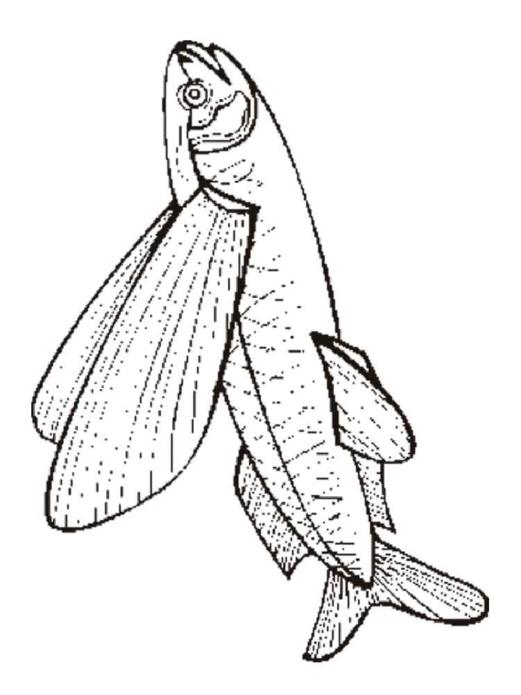Flying Fish Coloring Pages. Download And Print Flying Fish 750x1000 Flying Fish Coloring Pages. Download And Print Flying Fish