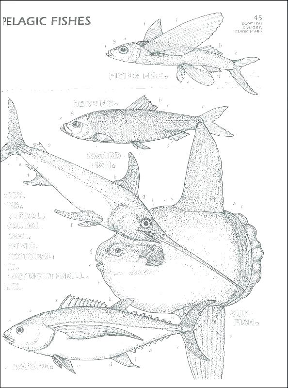 Marine Coloring Page Marine Coloring Page Flying Fish Coloring 594x800 Marine Coloring Page Marine Coloring Page Flying Fish Coloring