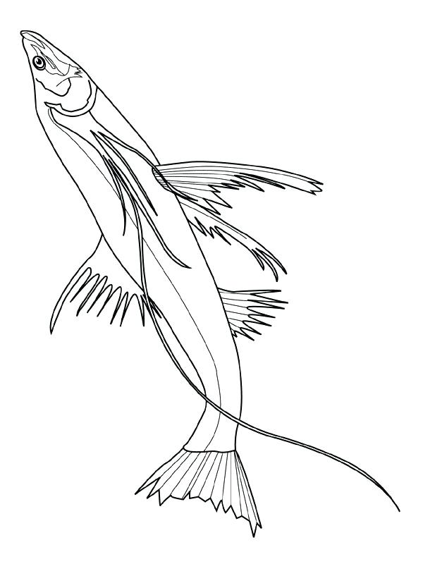 Fish Coloring Picture 600x800 Fish Coloring Picture