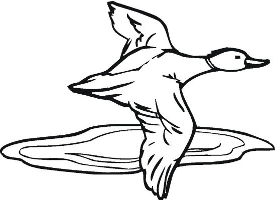 550x399 Duck Flying Over Water Coloring Page